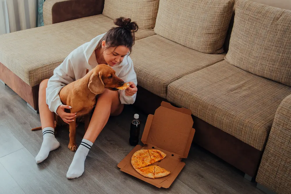 Dog resting on durable pet-friendly flooring in a sunlit living room